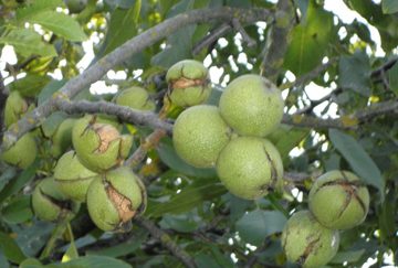 Грецкий орех на дереве