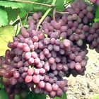 Виноград свежий